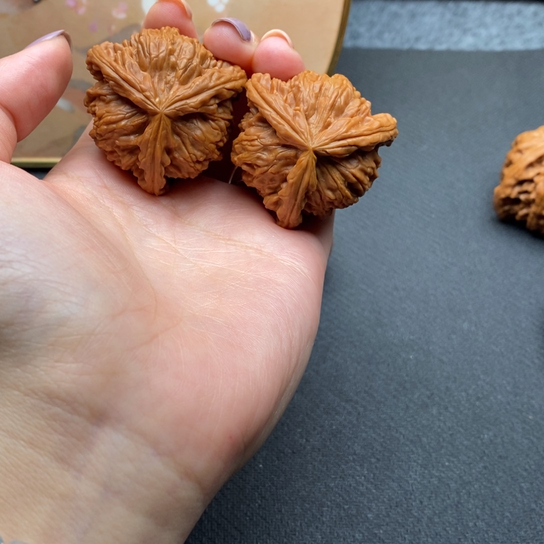 枫白狮子1111111111