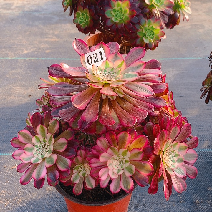 法师红铜超白锦02100000