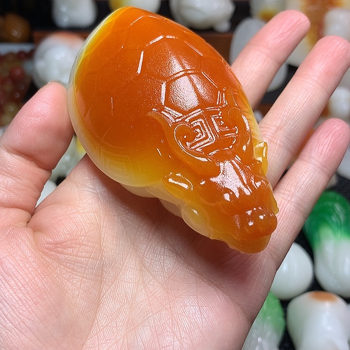 新疆北疆金丝龙龟