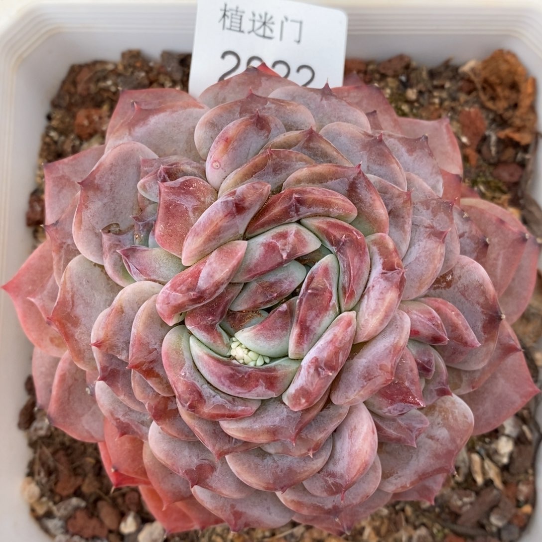 杂交精品多肉2922~8厘米