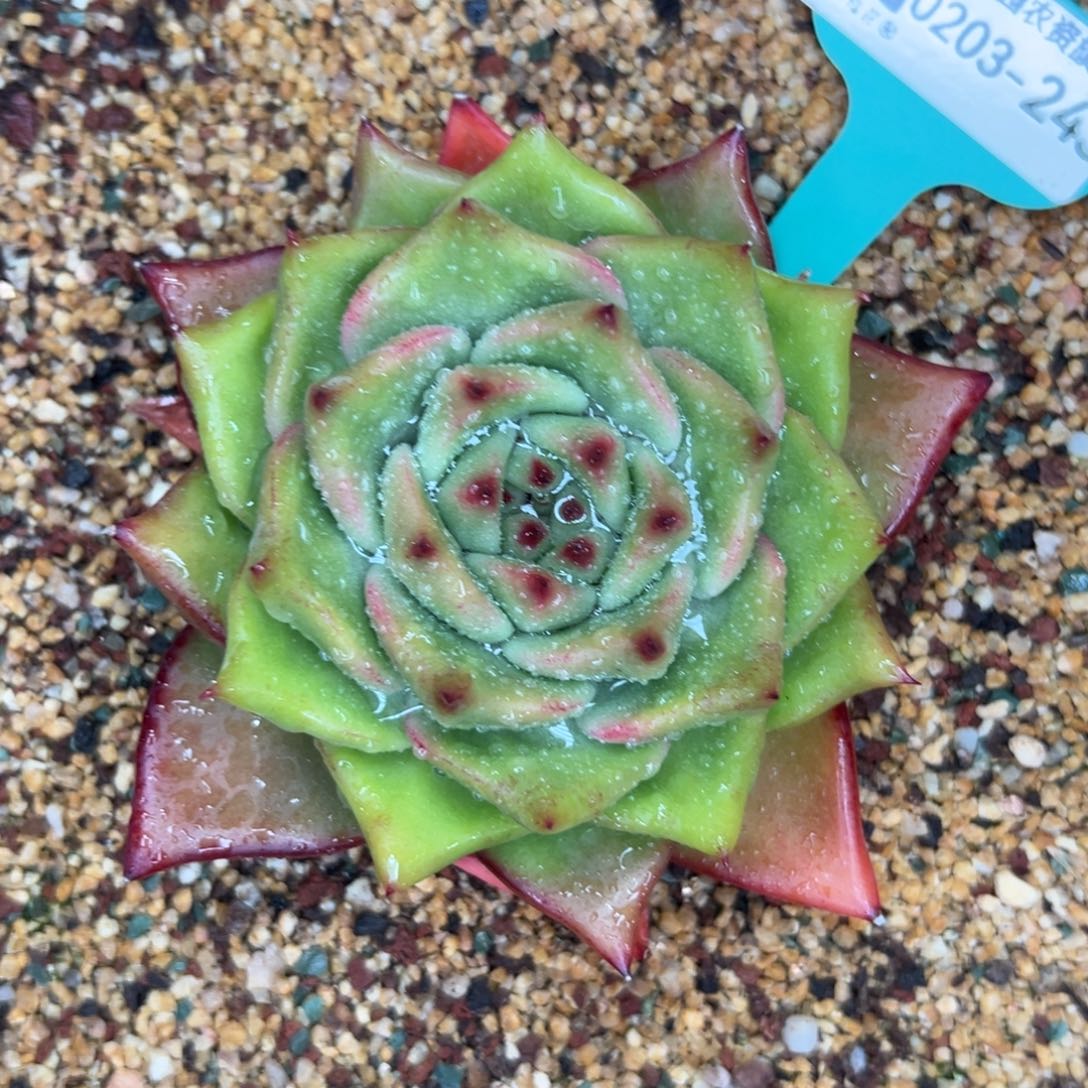 多肉一物一拍0203-243铅笔锦