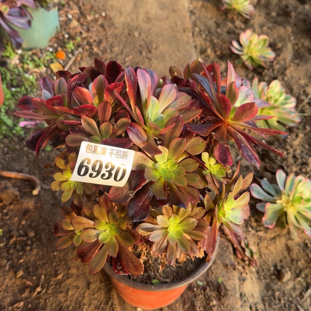 法师桃夭6930 20-14