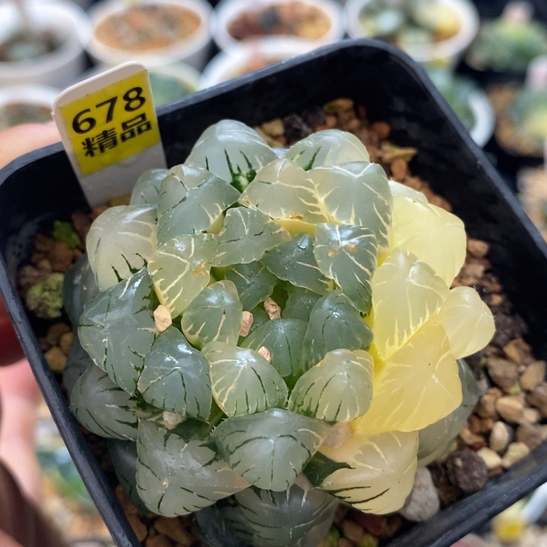 不开花植物678玉露