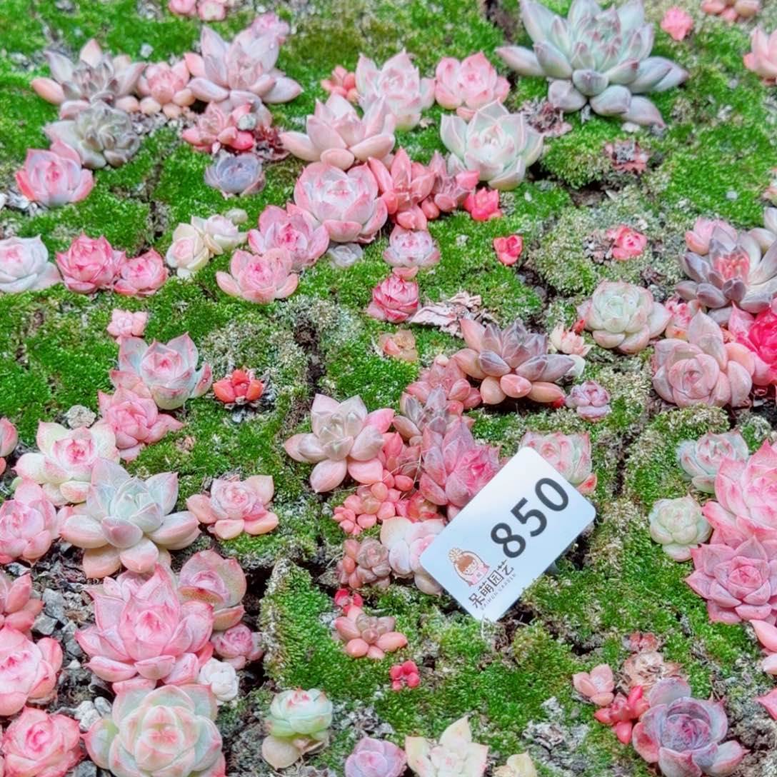 泡***x多肉植物多肉植物