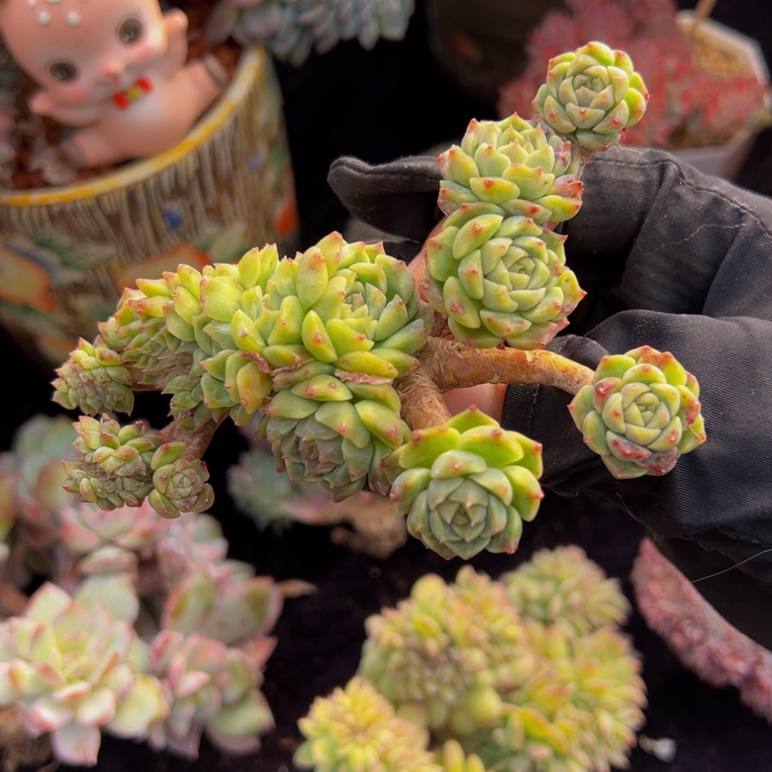 黄钻冰魄缀11朵朵缀微瑕