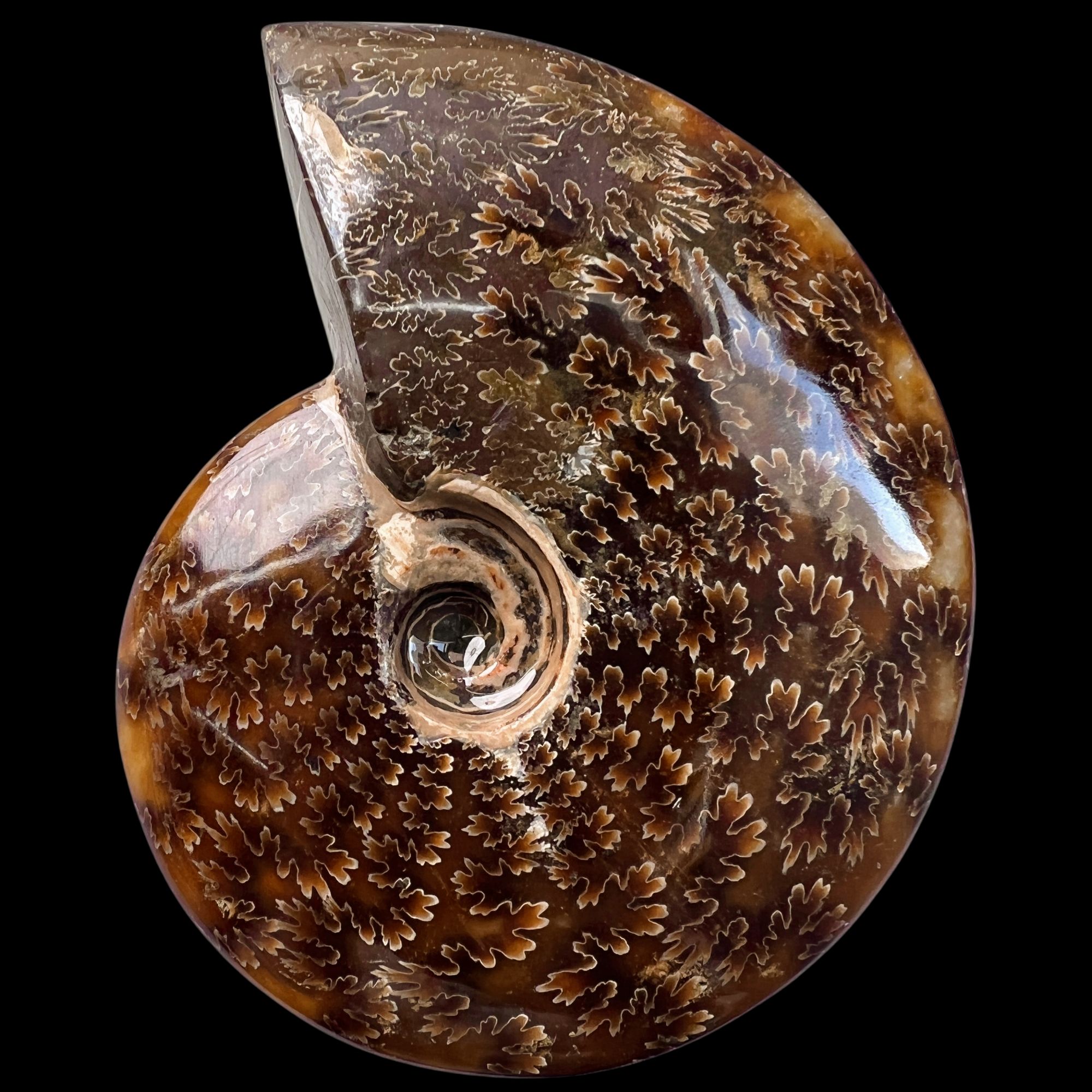 【 叶菊石（摆件）】尺寸116mm 玉化 马达加斯加 古贝壳 C6