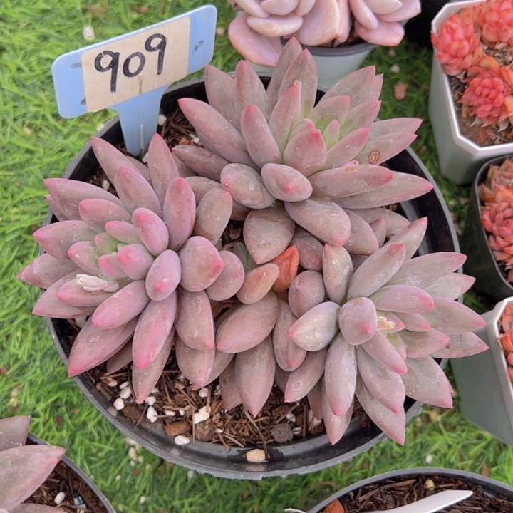 健健康康平平安安