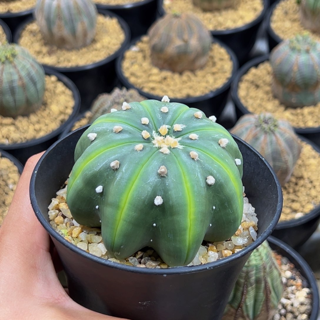 m大号实生日系荧光海星兜