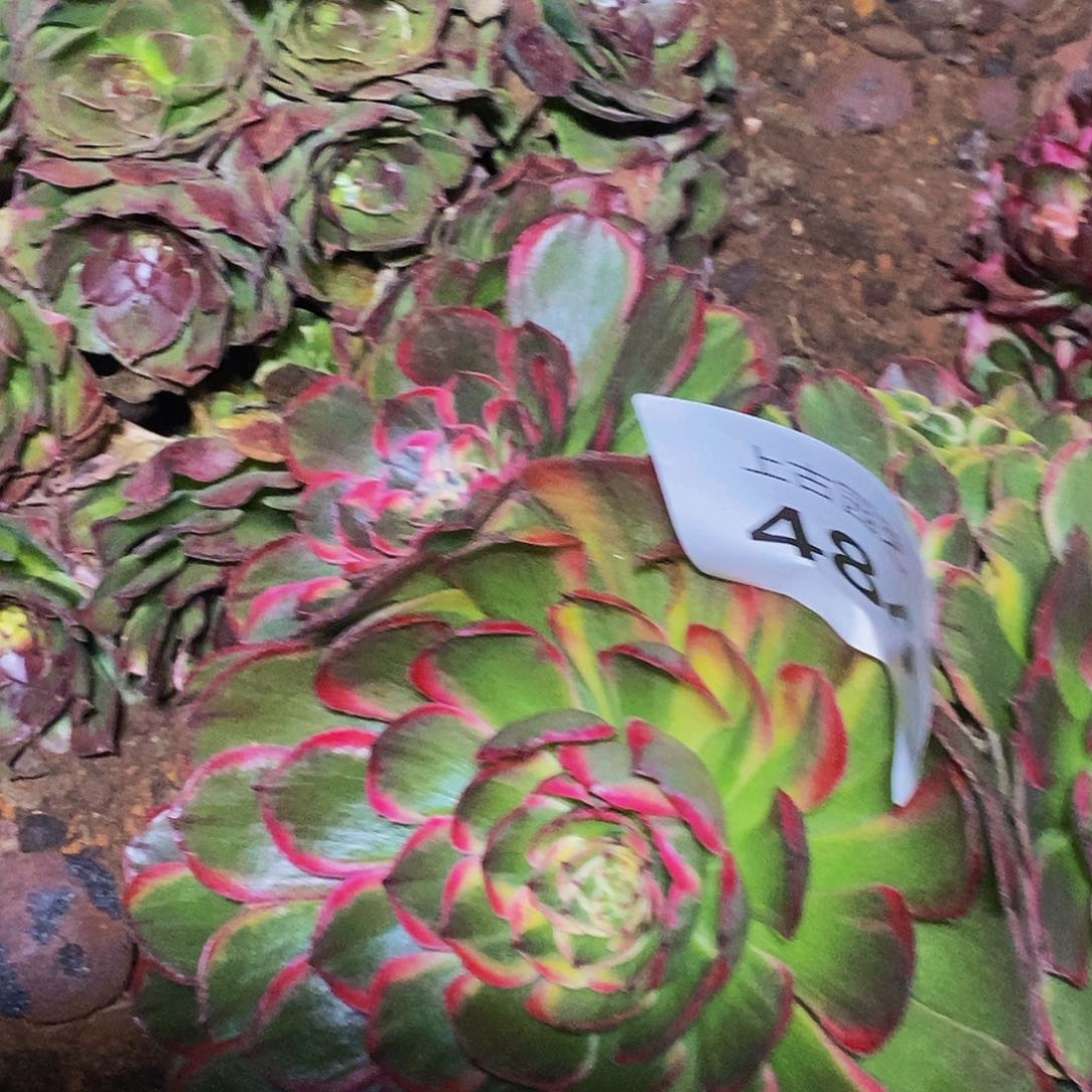 上古园艺多肉法师484