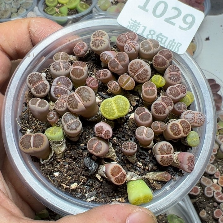 【闪购商品】 1029。    长腿