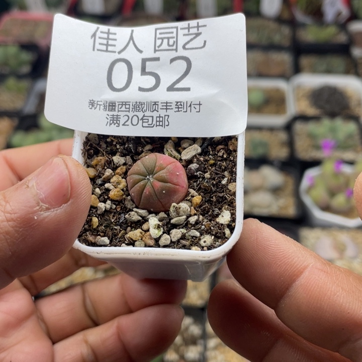 佳人园艺老周多肉上福利啦052
