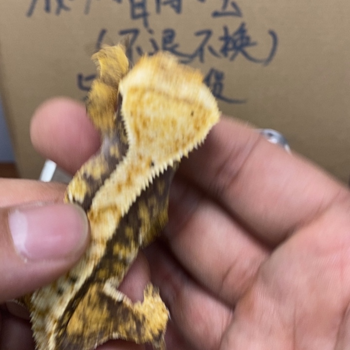 睫角守宫12.1十四