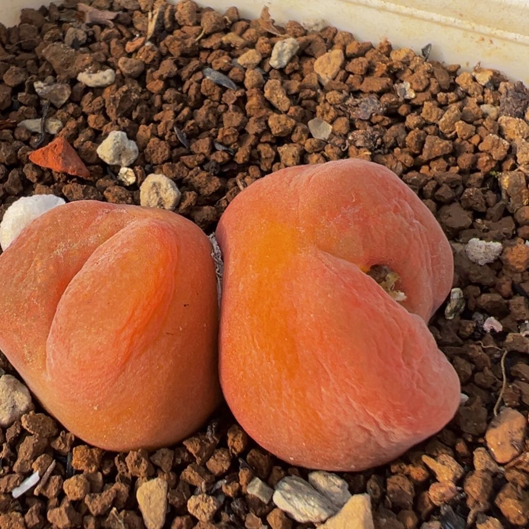 11多肉植物水蜜桃1430.5