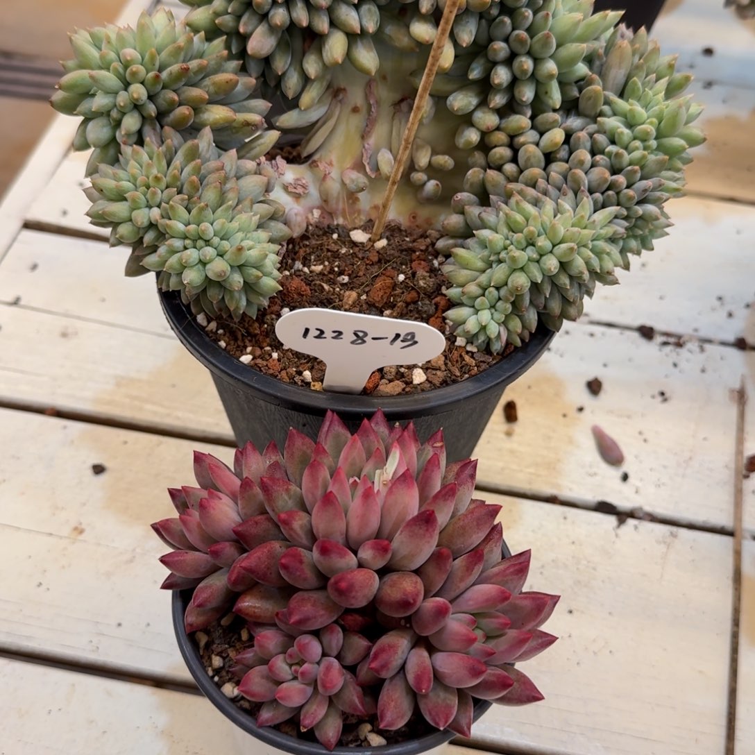 M***y1228-19所罗门缀化一颗车厘子群一颗