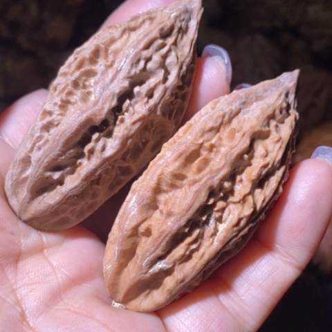 文玩核桃把件东北野生楸子小美164瑕疵