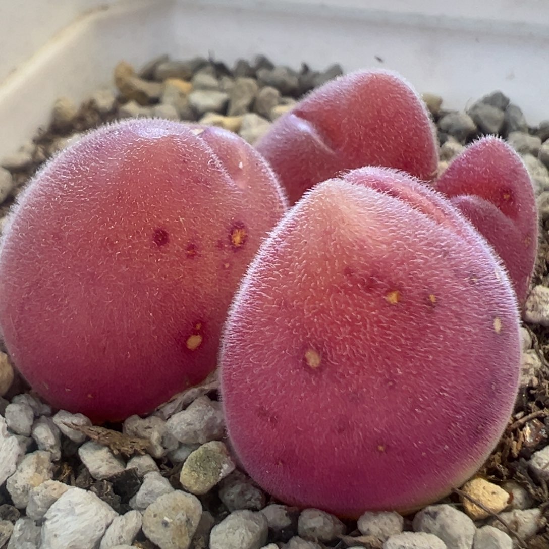 长毛毛翠滴 肉锥植物