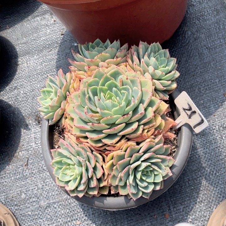 晨语多肉一物一拍217