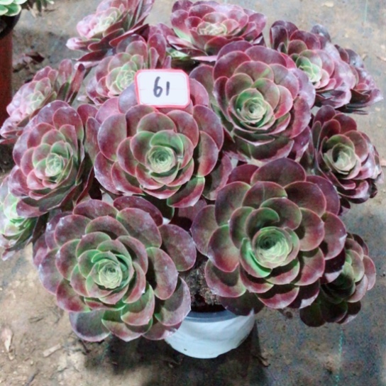 岁***岁无花朵61号魅金法师多肉植物