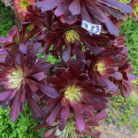 红覆轮多肉植物353