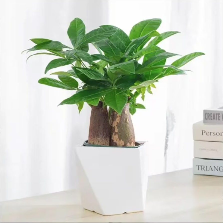 三杆发财树小盆栽植物办公室内三杆原生招财好养盆景花卉绿植新