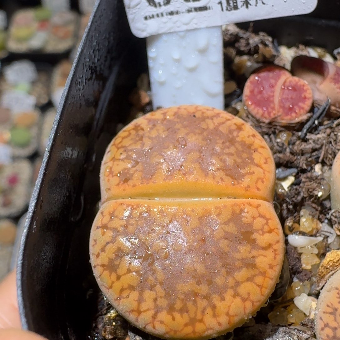 Sss精品便宜出683