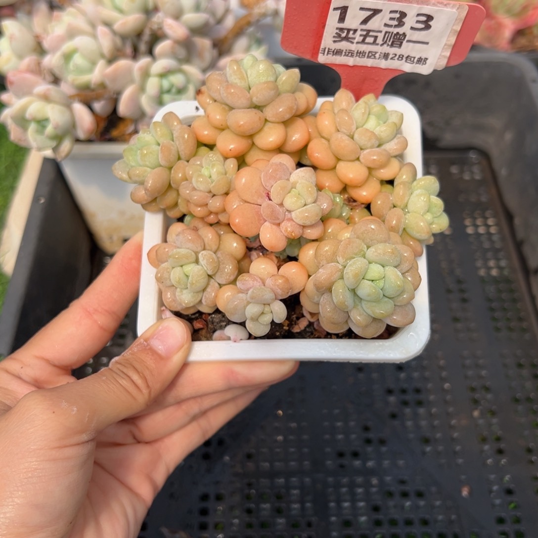 表妹精品多肉1733.