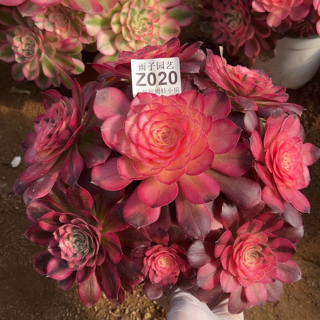 020荔枝尺寸20左右