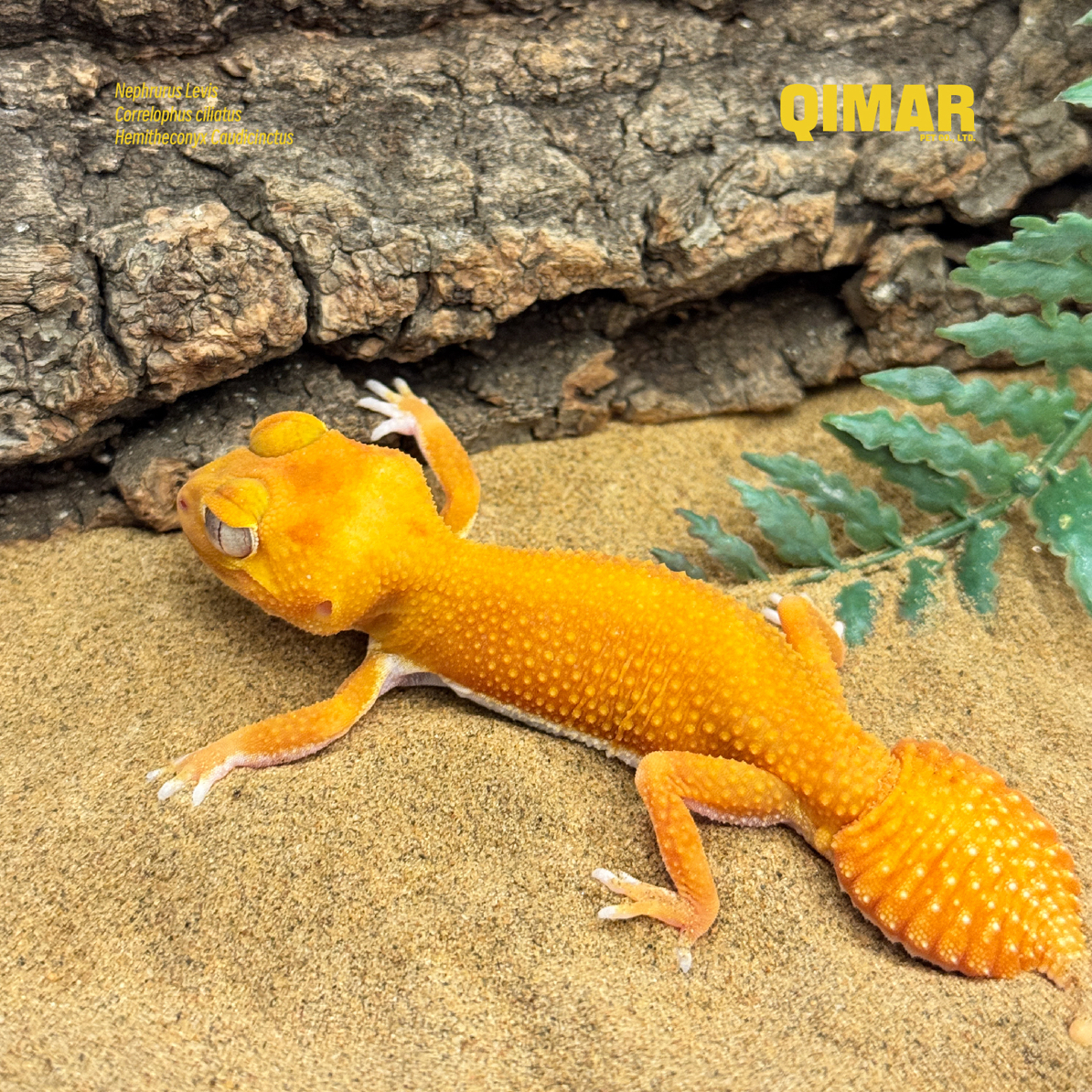 瘤尾守宫（NO退！包售后！考虑清楚再下单）温顺可爱适合新手的爬宠