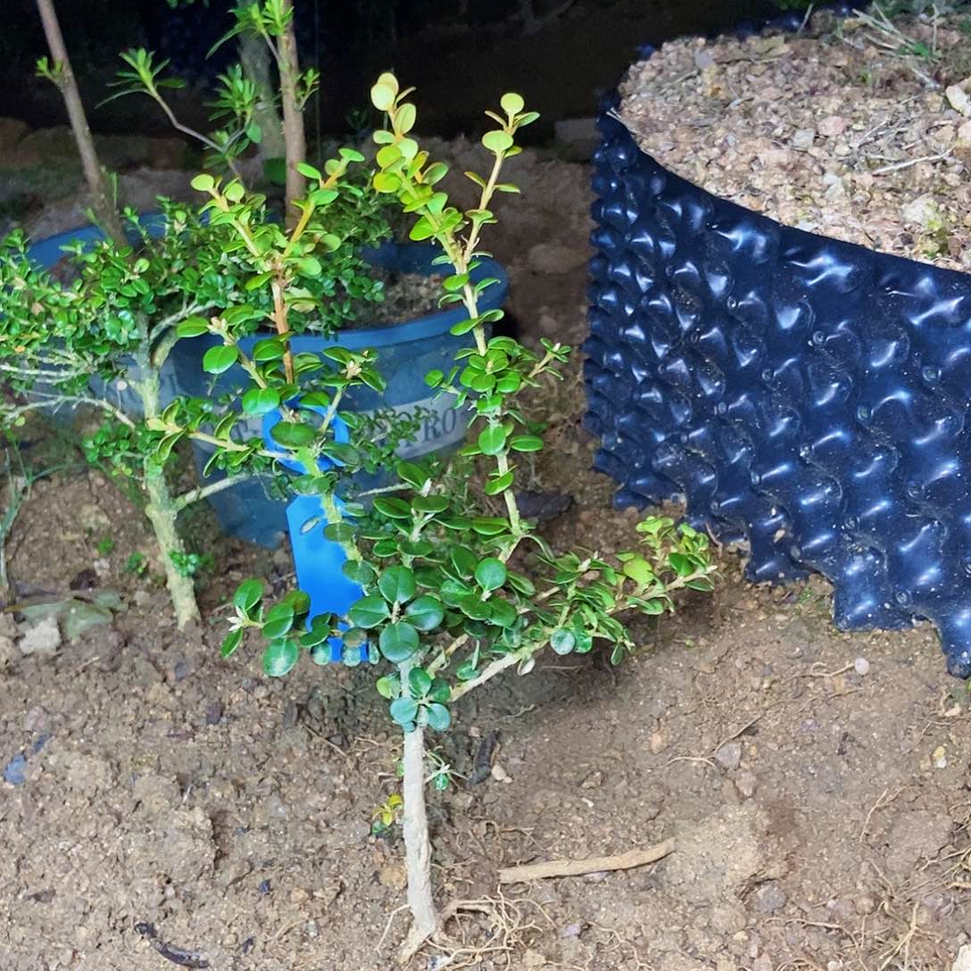 ㅤ***缘安徽大别山珍珠黄杨