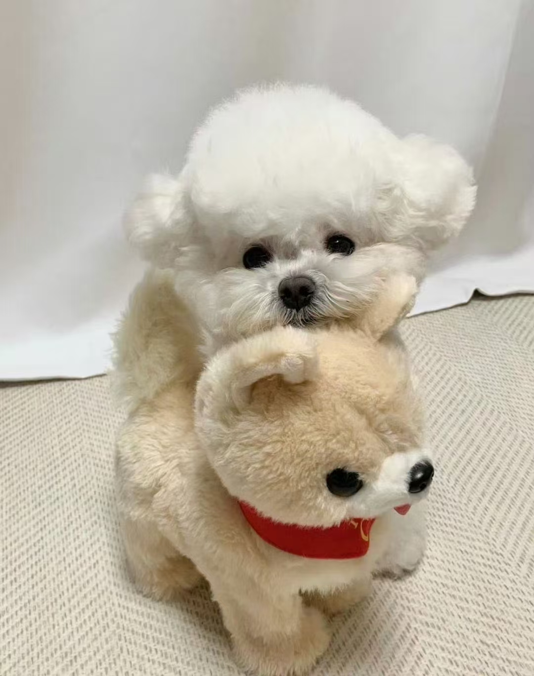 宠物相册相框定金