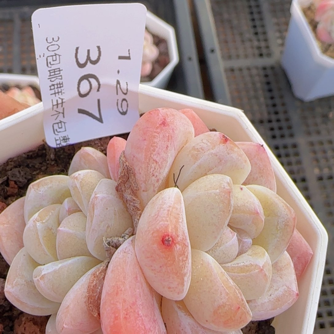 双头冰玉一颗脱土发货