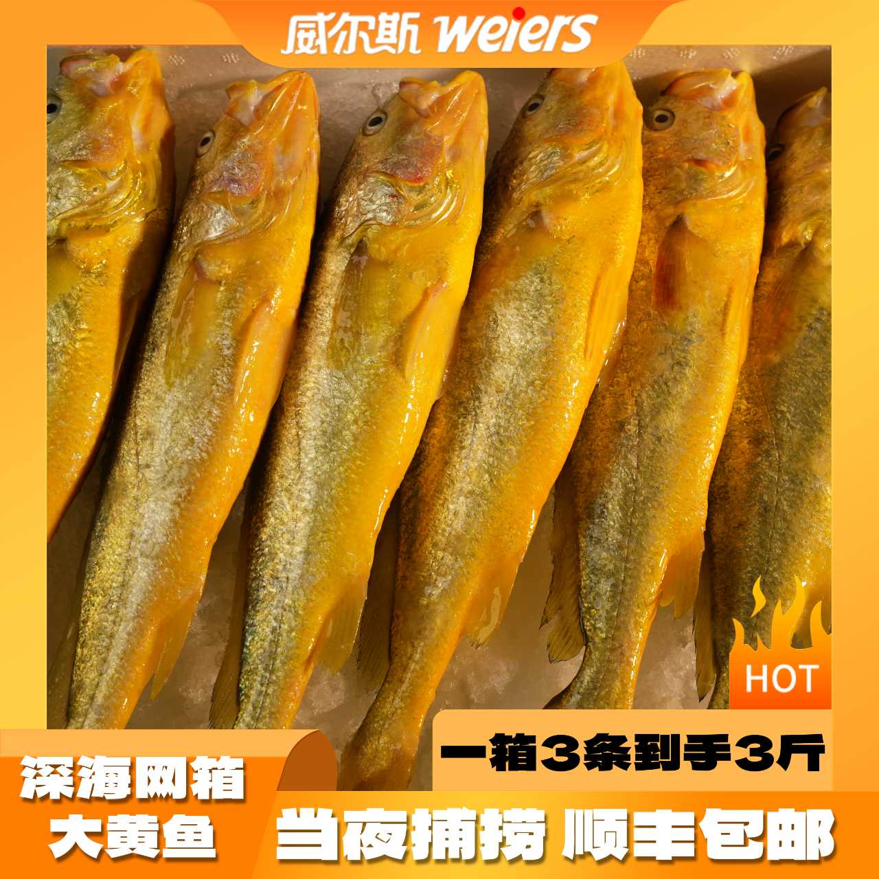 直播推荐【深海大黄鱼】一箱3条3斤，深夜捕捞冰鲜发货顺丰包邮
