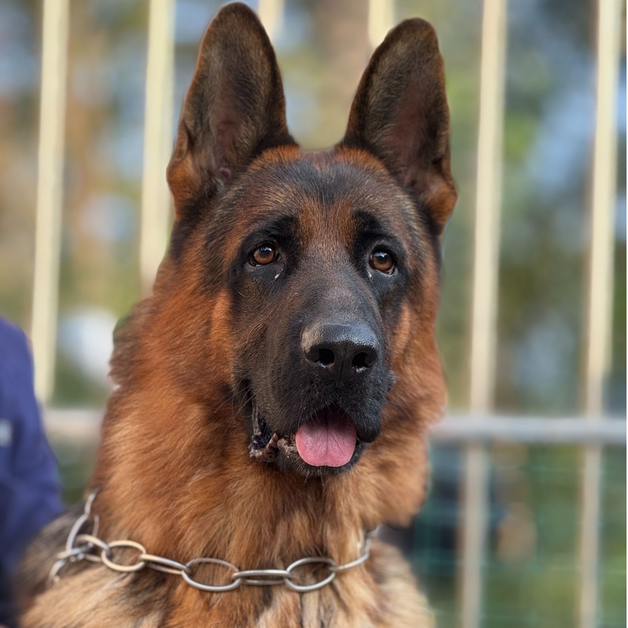 德国牧羊犬幼犬纯种宠物狗看家护卫犬活体