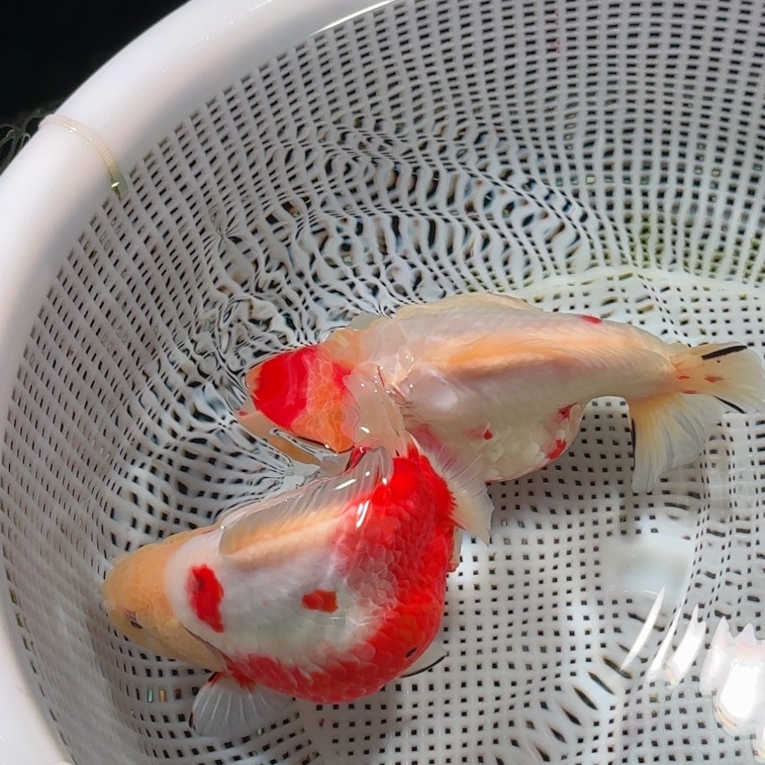 金鱼短尾将军狮子