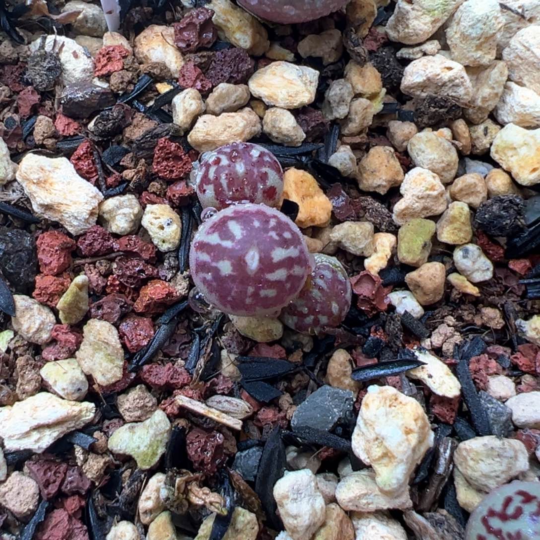 22。青蛙优选1719xBO甜甜圈。红粗纹墨