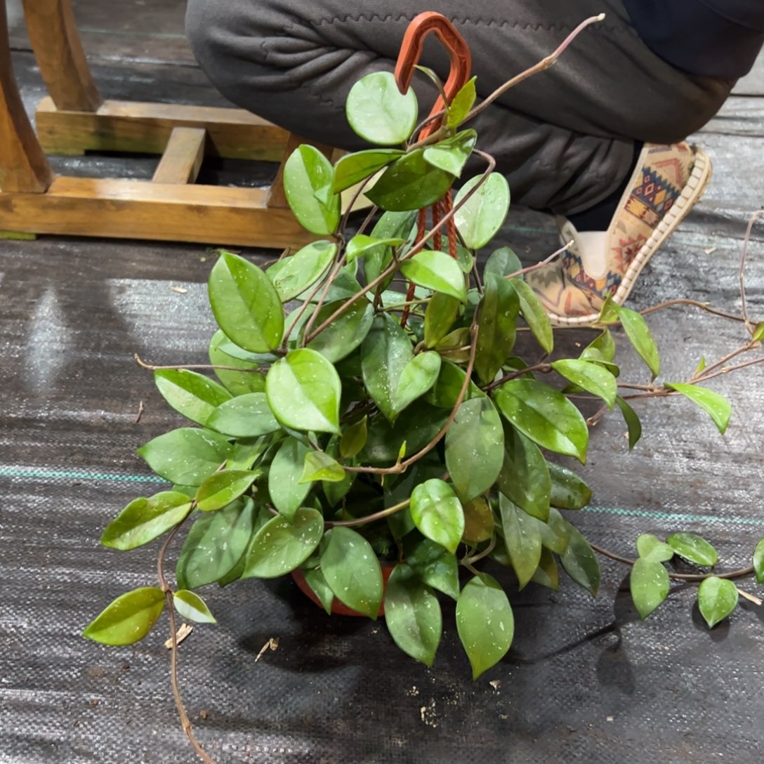 锦***华无花朵绿叶红球兰