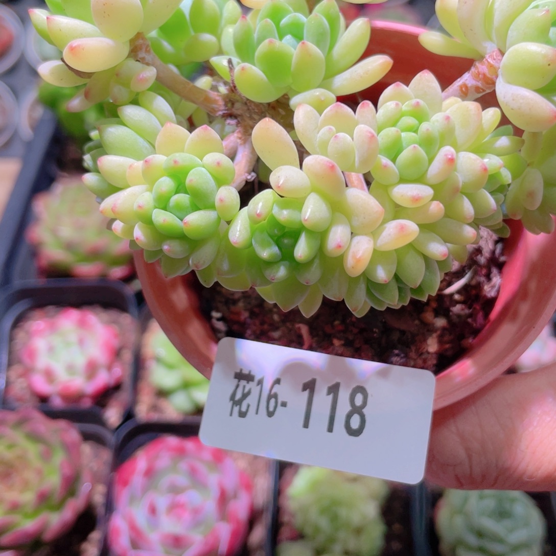 花利美16-118凝脂莲