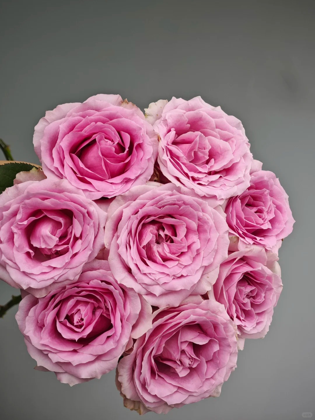 （蔓蔓）甜蜜雪山单头玫瑰15支+5支防损 1单包邮