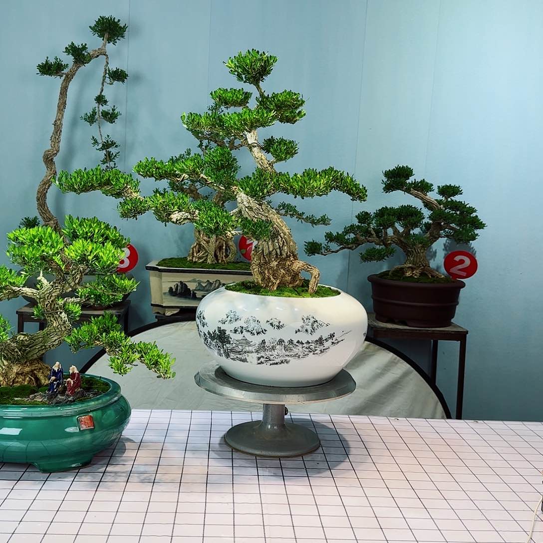 T****o广东皱皮雀舌黄杨