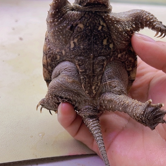 宠物龟不分公母8厘米黑佛头刺一般背甲非常好