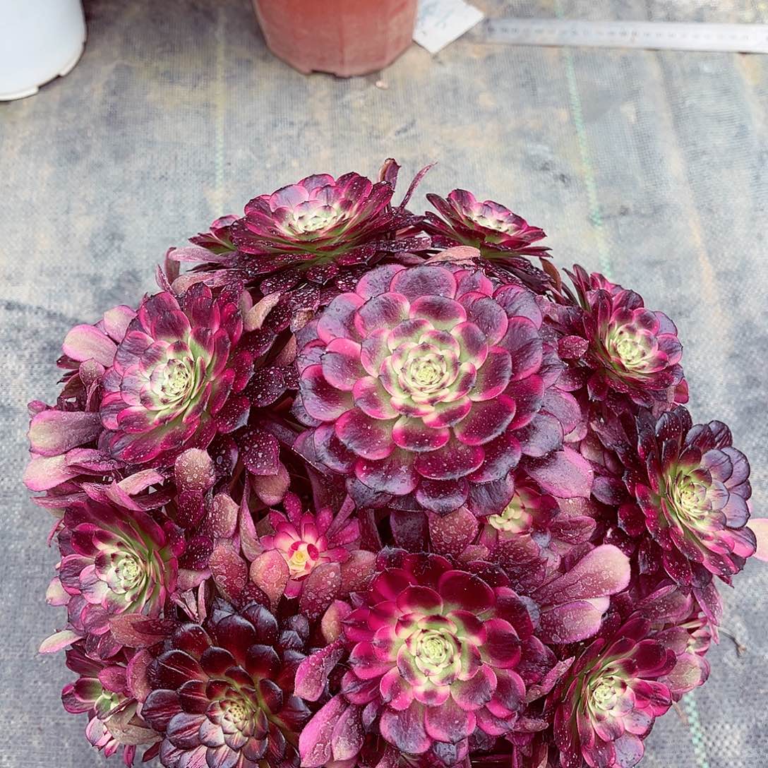 云姬法师多肉植物评论