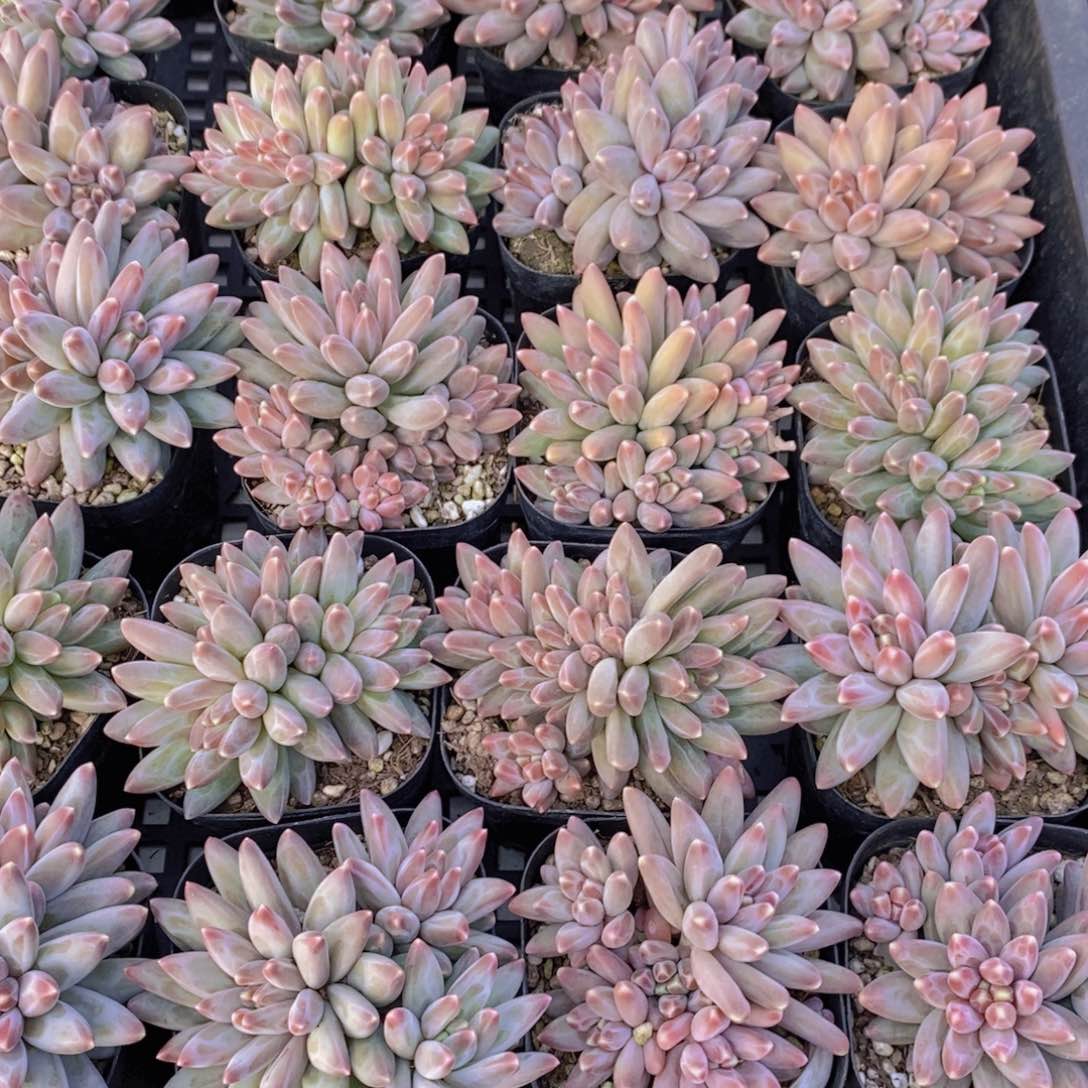 量拍56号 精品伊卡鲁斯多头群一个