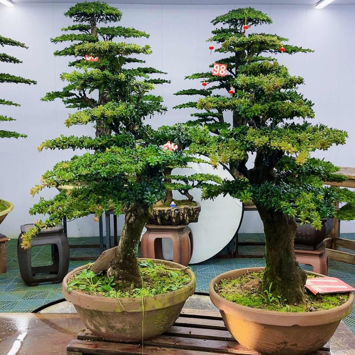 【闪购商品】罗汉松盆景艺术展等