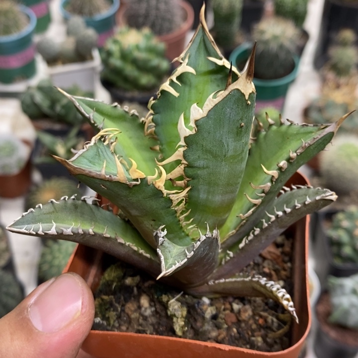 红猫特价福利特价