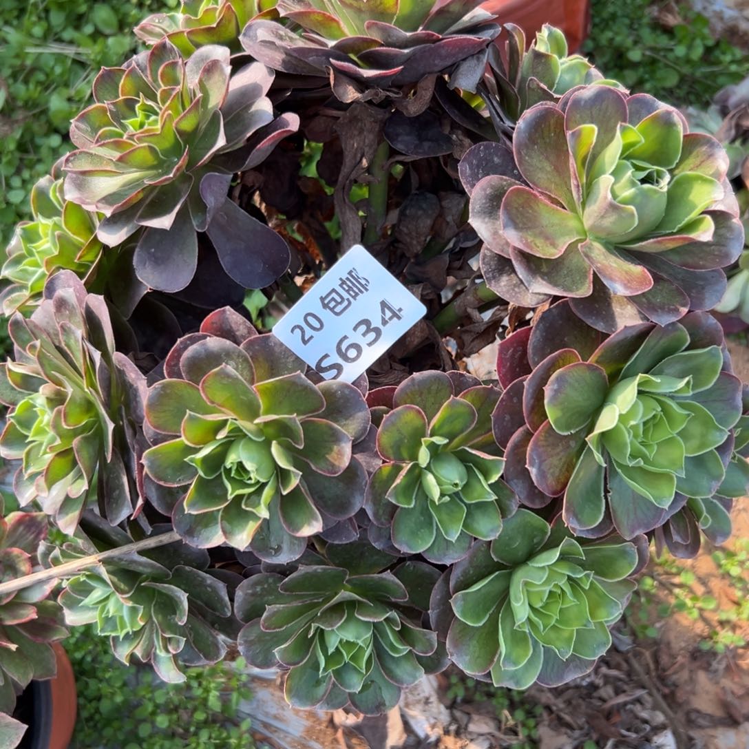 634魅金，处理，满20包邮