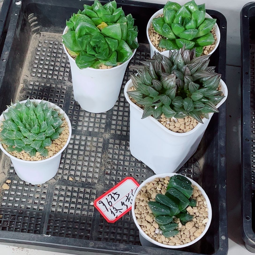 西瓜宝草水晶掌一勿一拍