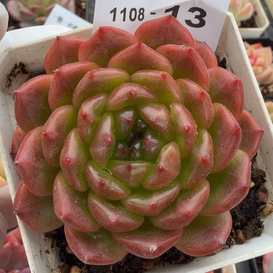 1108-13单颗多肉一物一拍