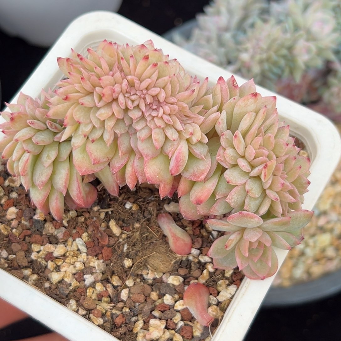 新年快乐 新年快乐