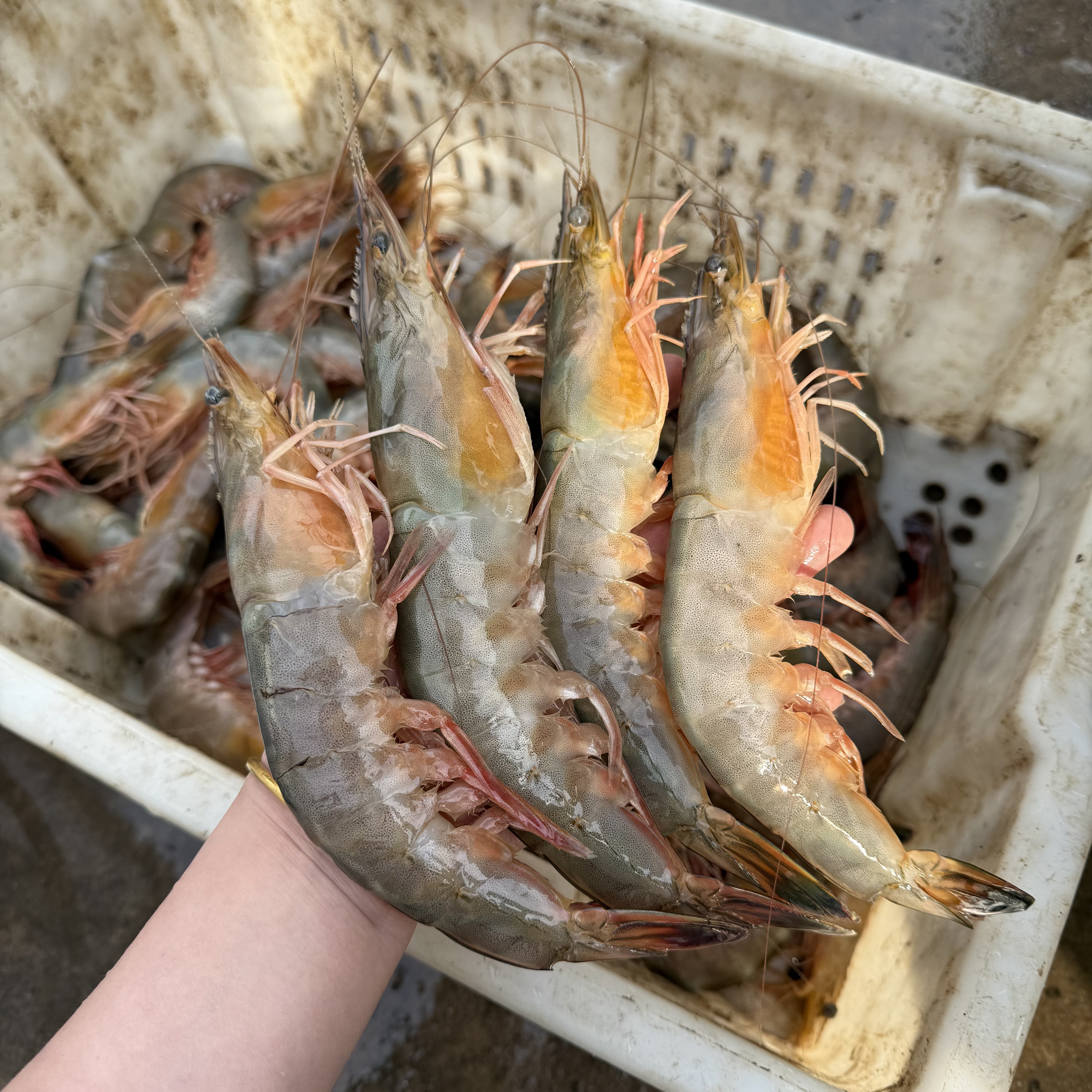 【4头渤海湾海捕满籽对虾】纯野生海捕大对虾 单只抽真空