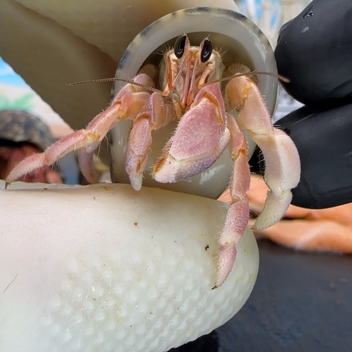 A20粉色 灰白1.5cm口径